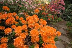 We did not find results for: Growing Rhododendrons Space For Life