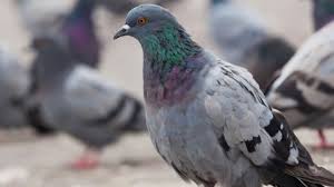 Jika ada yang mw ngasih saran atau request tutorial seputar burung merpati atau burung dara , komentar aja di bawah. 9 Ciri Ciri Burung Dara Yang Bagus Dan Cepat Pintarpet