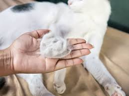 Herbal treatment of alopecia areata by natural herbs is given in repertory format. Haarausfall Bei Katzen Infos Ursachen Behandlung