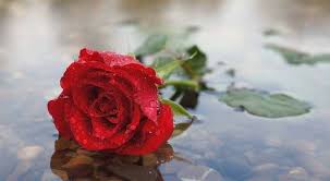 This is the best post for download rose flowers dp for whatsapp, you just click and download all these rose whatsapp dp images. Facebook