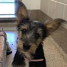 Select program adoption ambassadors good dog training working cat dolly's dream foster care grey whisker club. 800 Aw Adoptable They Re Too Cute Ideas In 2021 Pets Cute Animals