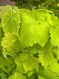 Image result for Sparrmannia