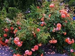 My hero academia memes buko no hero academia otp aizawa shouta hero 3 female characters fictional characters team rocket good manga. Charmers Thugs And Superheroes Part Iii Roses With Long Canes Provide Vertical Interest In Jane S Garden Mckeon S Garden