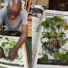 Image result for Englerophytum rwandense