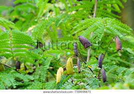 Image result for Caesalpinia sappan