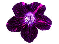 Image result for Streptocarpus sp.nov. aff. S. grandis