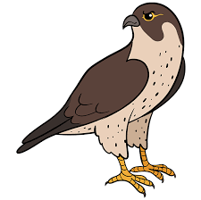 How To Draw A Falcon Really Easy Drawing Tutorial Hi everyone, you can follow this easy step by step drawing lesson and learn how to draw a falcon head in just a few steps. how to draw a falcon really easy