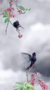 pin on birds