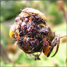 Image result for Nesaea polycephala