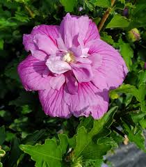 Image result for Hibiscus syriacus ´Pink Chiffon