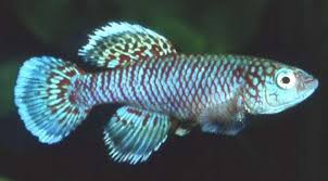 50 Eggs Nothobranchius Eggersi Blue Killifish Killi Egg Hatching Tropical Fish Ebay Tropical Fish Tropical Freshwater Fish Fish