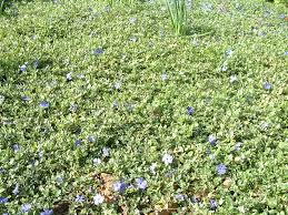 Image result for Vinca minor