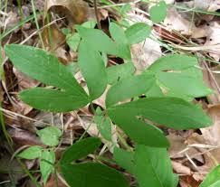 White , pink , blue , purple bloom time: Plants Of Louisiana