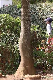 Image result for Milicia excelsa