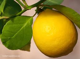 Image result for Citrus × limon