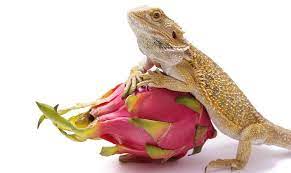 What Do Bearded Dragons Eat Best Food List And Feeding Guide Everything Reptiles