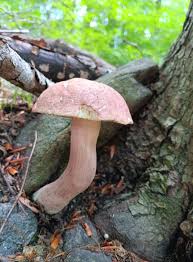 Image result for Boletus separans