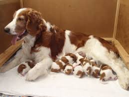 Image result for velššpringršpaněl