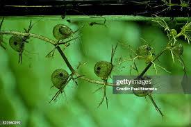 Kuvahaun tulos haulle bladderwort plant