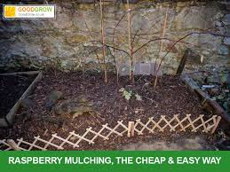 Because of the enormous surface area of sawdust compared to coarse wood mulches, this provides a huge working area for microorganism to get busy breaking down the wood. How To Prevent Weeds In A Raspberry Patch The Raspberry Mulch