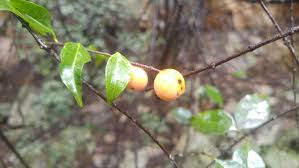 Image result for Strychnos usambarensis