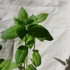 Peppermint essential oil product description. Shop Organic Peppermint Oil 100 Pure Essential Oils Vitruvi