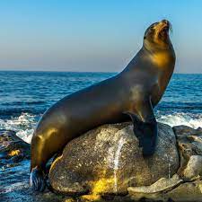 Did You Know California Sea Lions Are The Fastest Of All Seals Or Sea Lions Swimming At Top Speeds Of 25 Miles Per Hou Sea Lion Lion Photography Lions Photos
