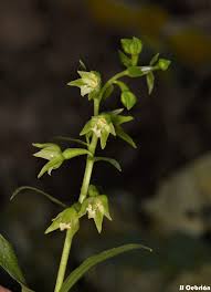 Image result for Epipactis africana