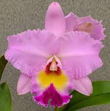 Bc Odom S Talent Orchid Photo Orchids Cattleya