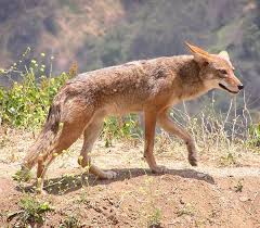 Coyote Animal Facts Coyote Facts Coyote