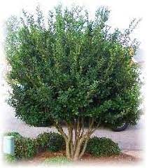 Hedge And Screen Shrubs Wilson Bros Nursery Garden Shrubs Outdoor Gardens Lawn And Garden