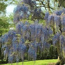 Wisteria Blue 1pc U S D A Hardiness Zones 3 9 National Plant Network 2 5qt Garden Vines Wisteria Tree Plants