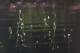 Image result for Lobelia chireensis