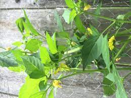 Maybe you would like to learn more about one of these? Help Identifying A Yellow Flowering Vegetable Plant Helpfulgardener Com