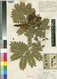 Image result for Bussea