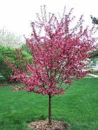 Pruning requirements are minimal, and are best performed in late winter. Royal Raindrops Royal Raindrops Crabapple Tree Apple Tree Yard Trees To Plant