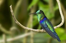 Image result for Landolphia cuneifolia