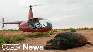 A 1.5 hour drive from both austin and san antonio provides easy access for any travelers. Feral Hogs Are Tearing Up Texas So Tourists Are Shooting Them From Helicopters Youtube