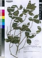 Image result for Ochna natalitia