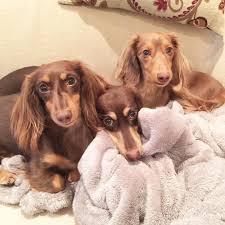 pin on weiner dogs