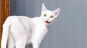 Interestingly enough, traditional names, and recent names from favorite movie and tv cats, pets, and kittens continue to make the yearly top list which it is also interesting to note, that many of the top cat names on the lists are human names. Mr White Farewell My First Kitty Hey Meoww