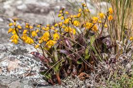 Image result for Wahlenbergia madagascariensis