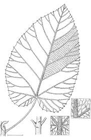 Image result for Buchnerodendron