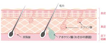 わきが 多汗症 千葉メディカルセンター美容外科