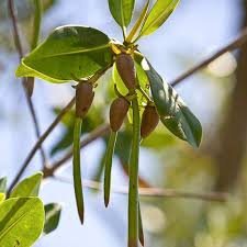 Image result for Rhizophora