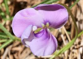 Image result for Vigna vexillata