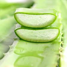 Produk ini bisa digunakan untuk banyak area tubuh seperti wajah, badan, kaki, tangan dan bahkan sebagian orang juga menggunakan gel ini untuk merawat. 7 Manfaat Lidah Buaya Untuk Kesehatan Rambut Dan Cara Penggunaannya Ragam Bola Com