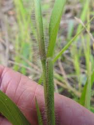 Image result for Panicum pilgeri