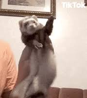 Animals Gifs Find Share On Giphy