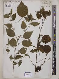 Image result for Triumfetta annua